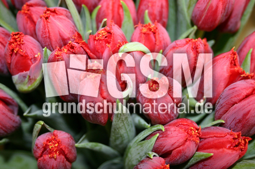 Tulpen-rot.jpg