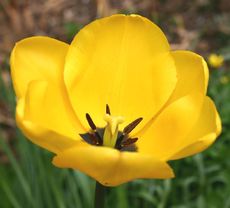 Tulpe-gelb-A2.jpg
