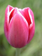 Tulpe-rot-C1.jpg