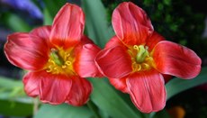 Tulpen-087.jpg