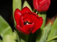 Tulpen-40.jpg