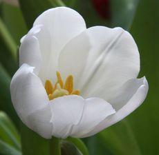 Tulpen-95.jpg