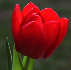 Tulpen-97.jpg