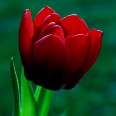 Tulpen-98.jpg