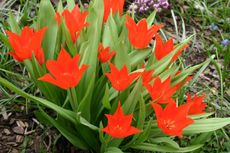 Tulpen-rot-A1.jpg