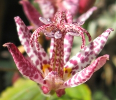 Orchidee-1.jpg