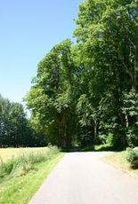 Waldweg-1.jpg