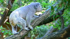 Koala_15.jpg