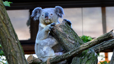 Koala_18.jpg