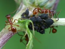 Ameisen-Blattlaeuse-7B.jpg