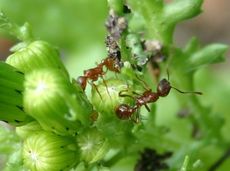 Ameisen-Blattläuse-1a.jpg