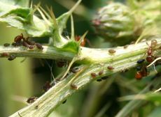 Ameisen-Blattläuse-1f.jpg