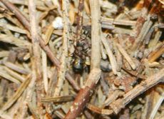 Ameisenhaufen-3.jpg
