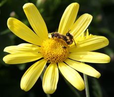 Paarung-Bienen-1.jpg