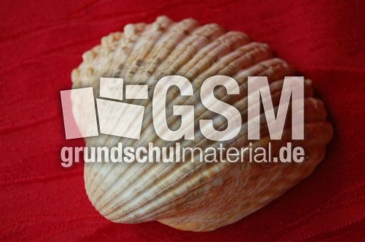 Muschel2.JPG