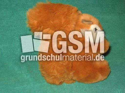 Eichhörnchen.JPG