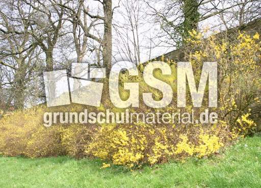 Forsythienbuesche-1.jpg