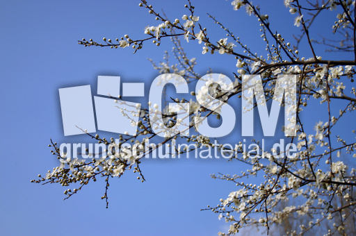 Fruehlingszweig-5.jpg