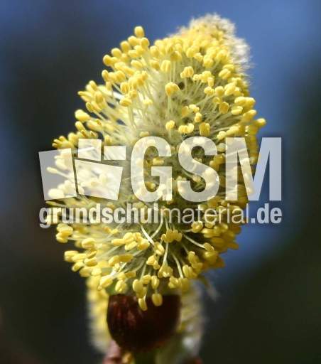 Weidenkaetzchen-8.jpg