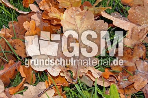 Herbstlaub-012.jpg