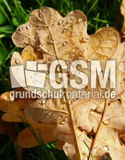 Herbstlaub-029.jpg
