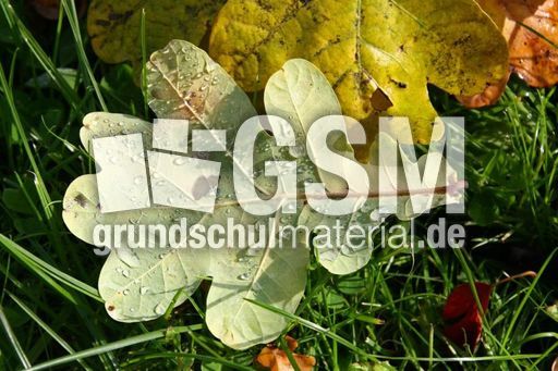 Herbstlaub-031.jpg
