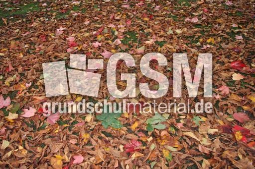 Herbstlaub_5826.JPG
