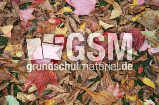 Herbstlaub_5827.JPG