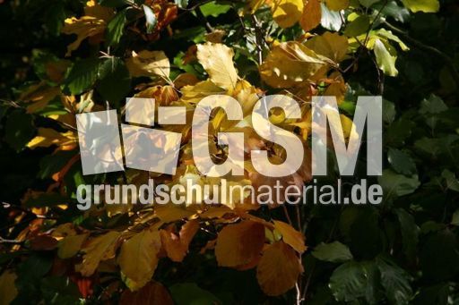 Herbstlaub_5832.JPG