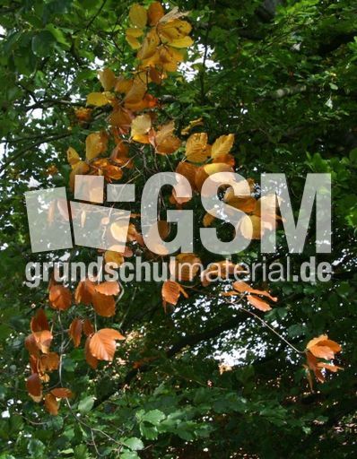 Herbstlaub_5833.JPG