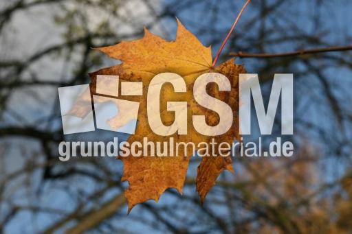 Herbststimmung-3-11-09-38.jpg