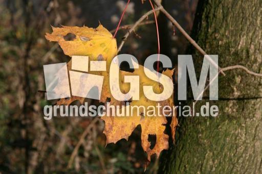 Herbststimmung-3-11-09-39.jpg