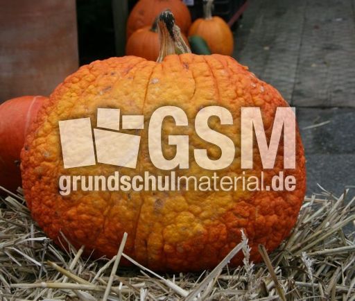 Kürbis_5847.JPG