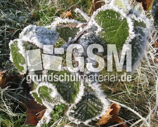 Blätter-Reif-3.jpg
