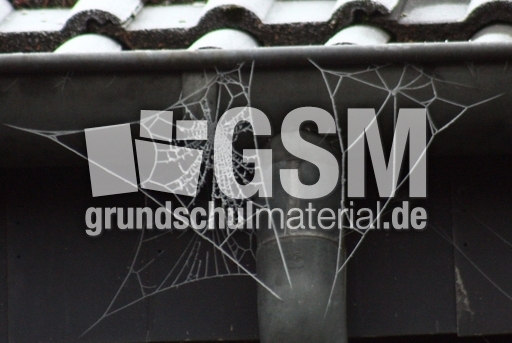 Spinnweben-1.jpg