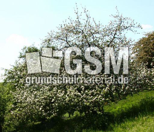 Apfelbaum-059.jpg
