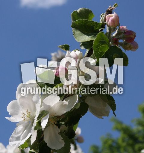 Apfelbaum-061.jpg