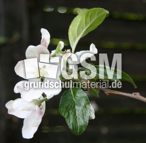 Apfelbaumblüte-001.jpg