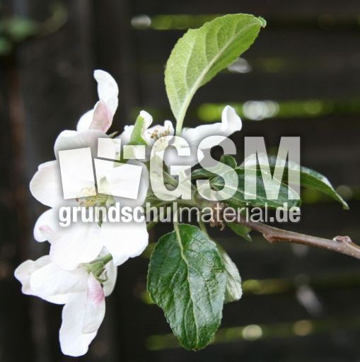 Apfelbaumblüte-002.jpg