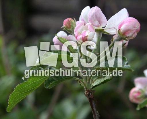 Apfelbaumblüte-069.jpg