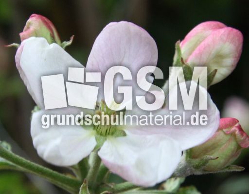 Apfelbaumblüte-070.jpg