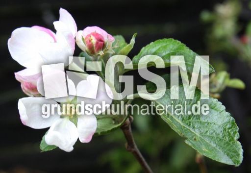 Apfelbaumblüte-073.jpg