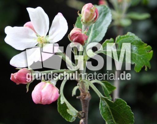 Apfelbaumblüte-076.jpg
