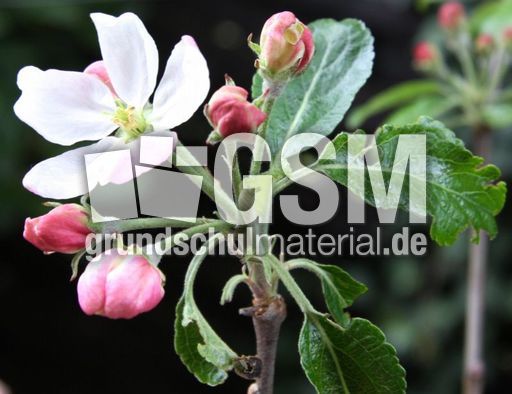 Apfelbaumblüte-077.jpg