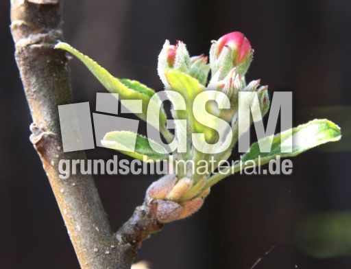 Apfelbaumblüte-180.jpg
