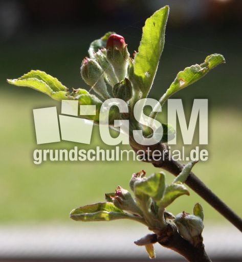Apfelbaumblüte-181.jpg