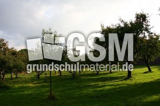 Apfelbaumwiese-212.jpg
