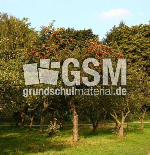 Apfelbaumwiese-231.jpg
