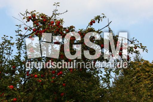 Apfelbaumwiese-232.jpg