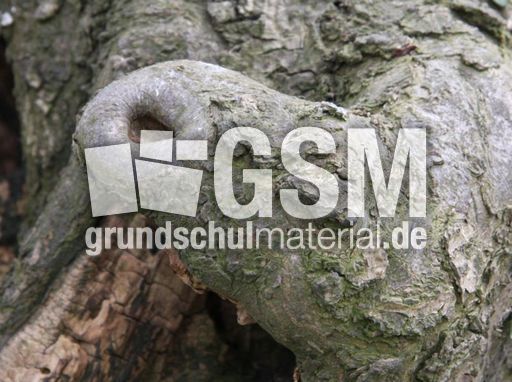 Baumstamm-119.jpg